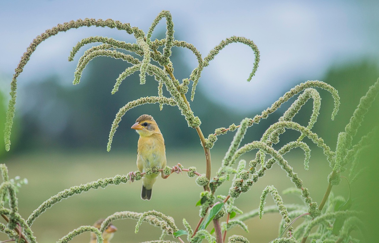 bird, wildlife, animal, nature, foliage, nature, nature, nature, nature, nature